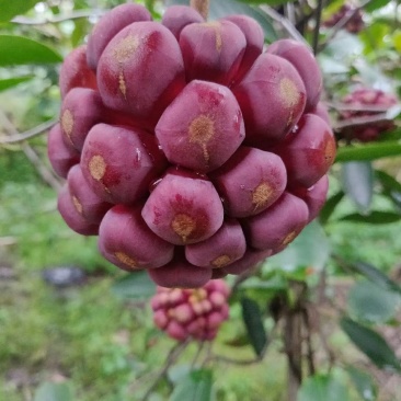广西黑老虎