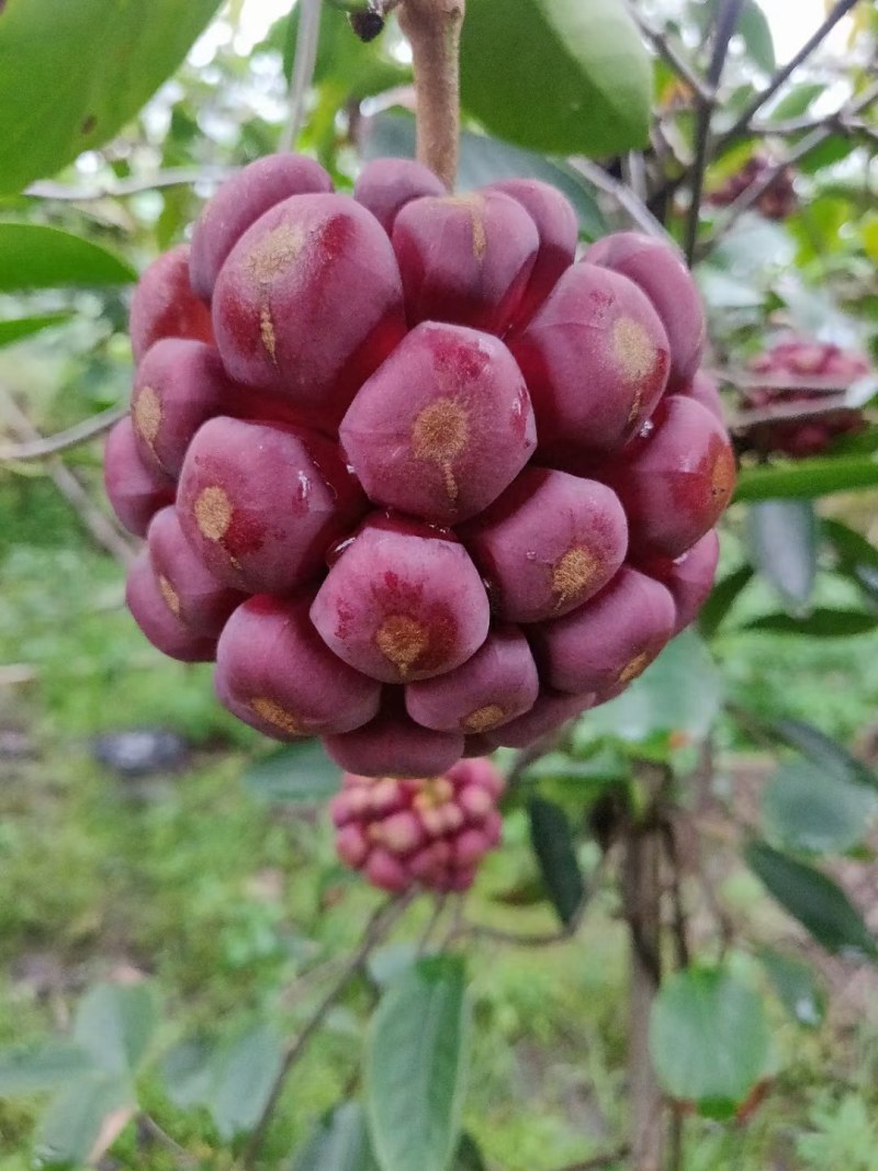 广西黑老虎