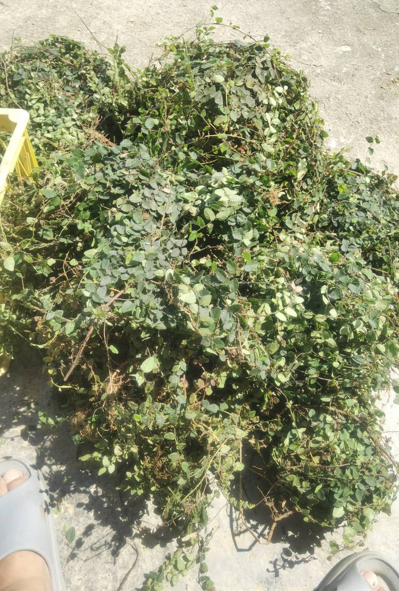抱石莲，广西野生中药材