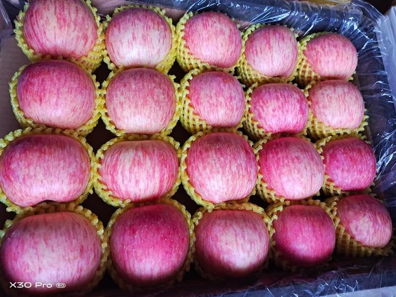【优选】精品冰糖心红富士苹果批发条红全红山东产地供应