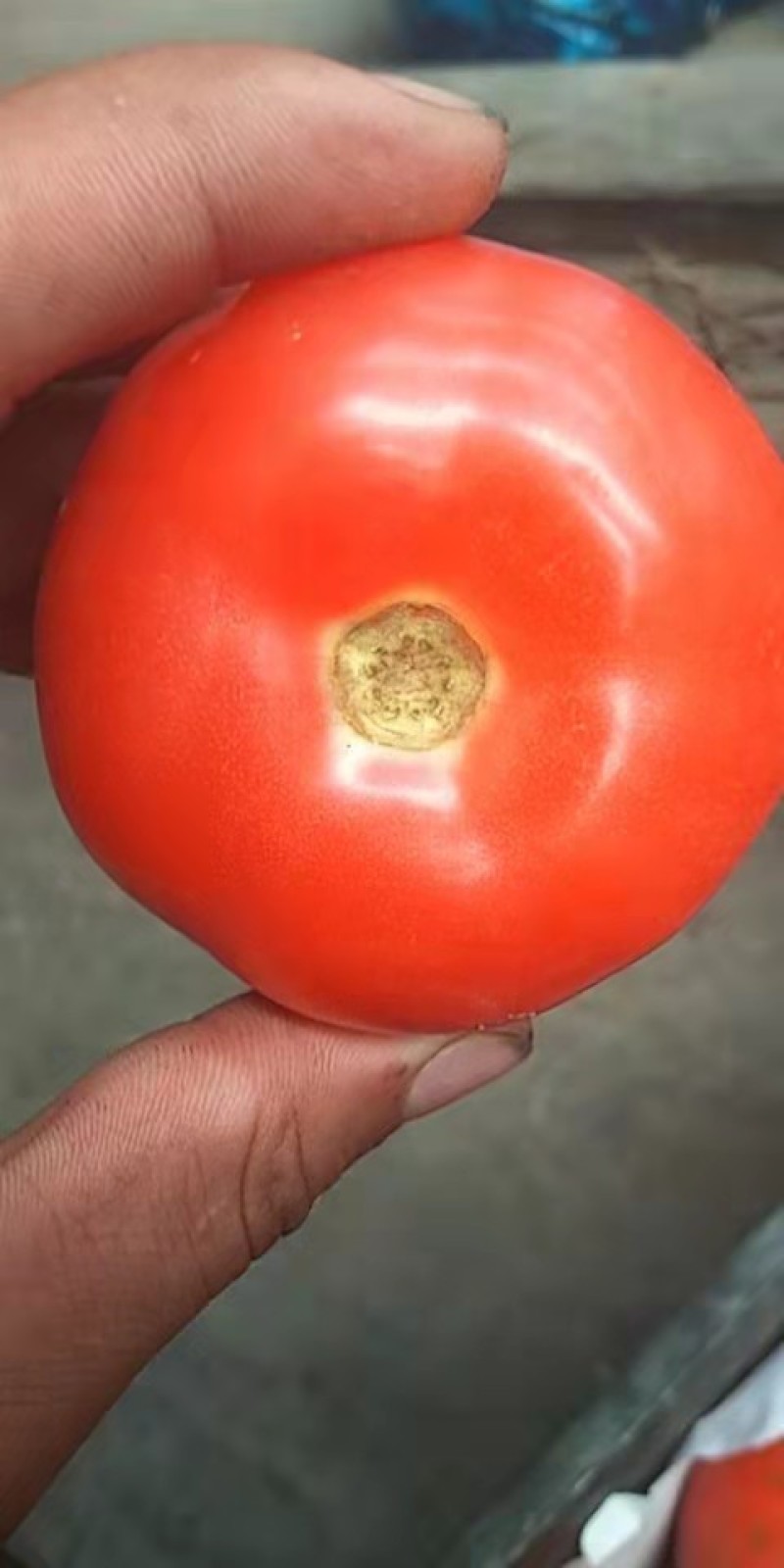 硬粉西红柿