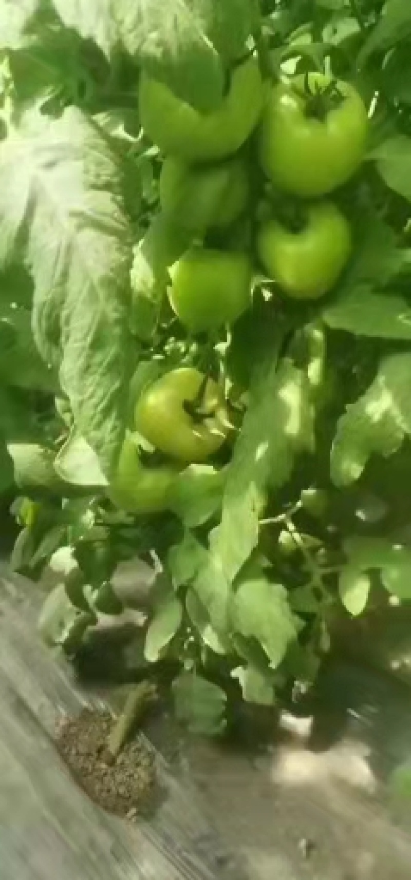 硬粉西红柿