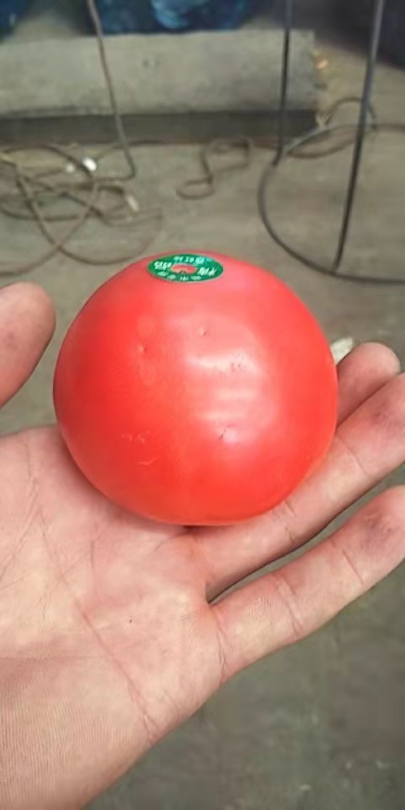 硬粉西红柿