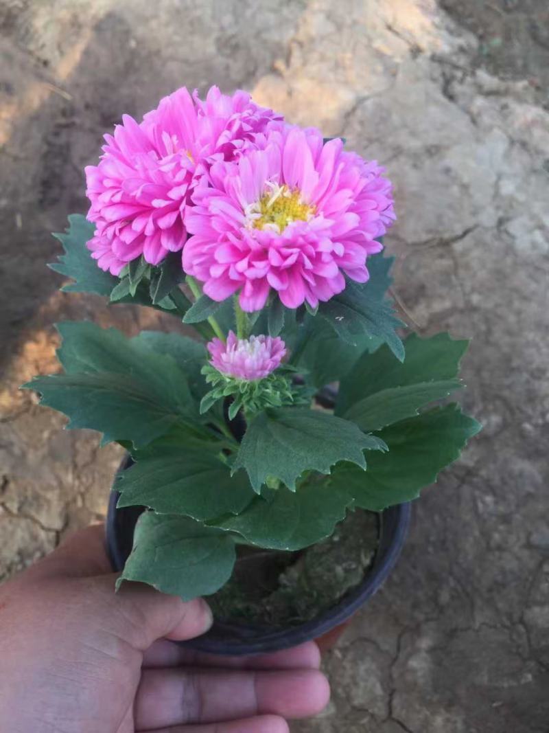 精品翠菊大量上市，基地直发，欢迎各位老板致电洽