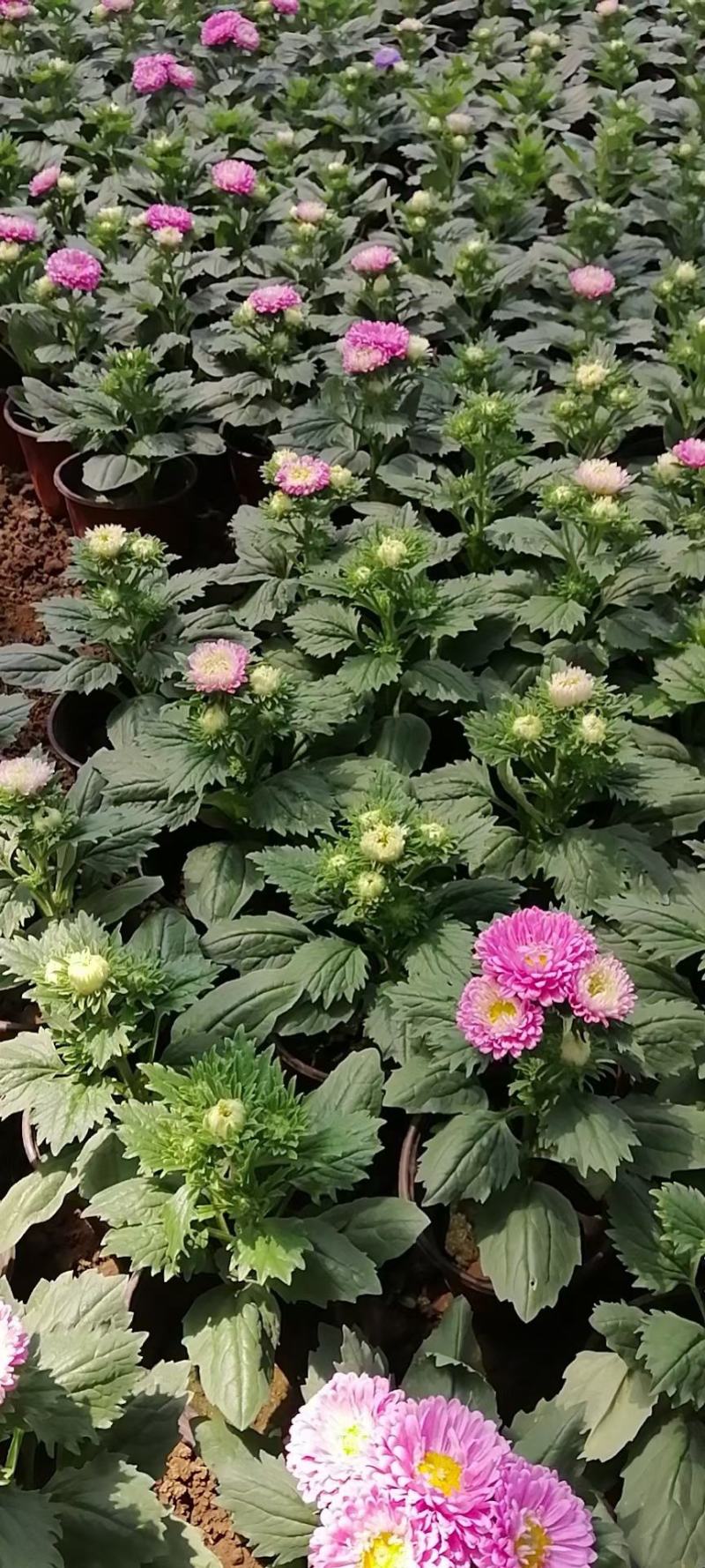 精品翠菊大量上市，基地直发，欢迎各位老板致电洽