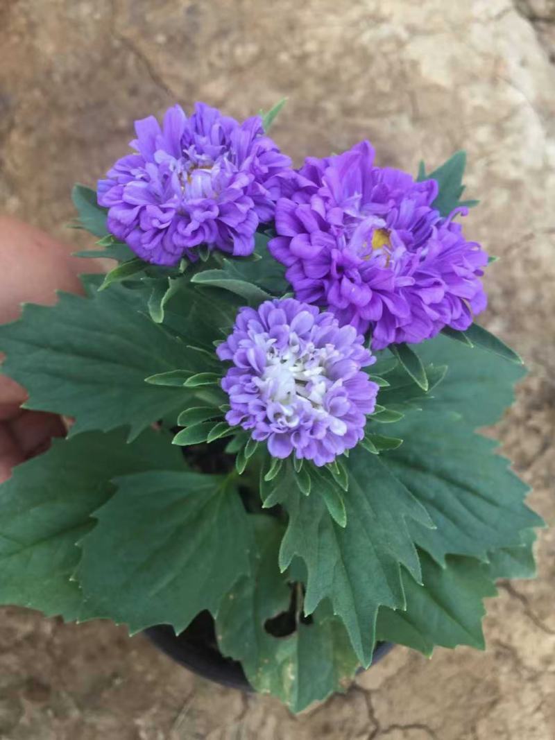 精品翠菊大量上市，基地直发，欢迎各位老板致电洽