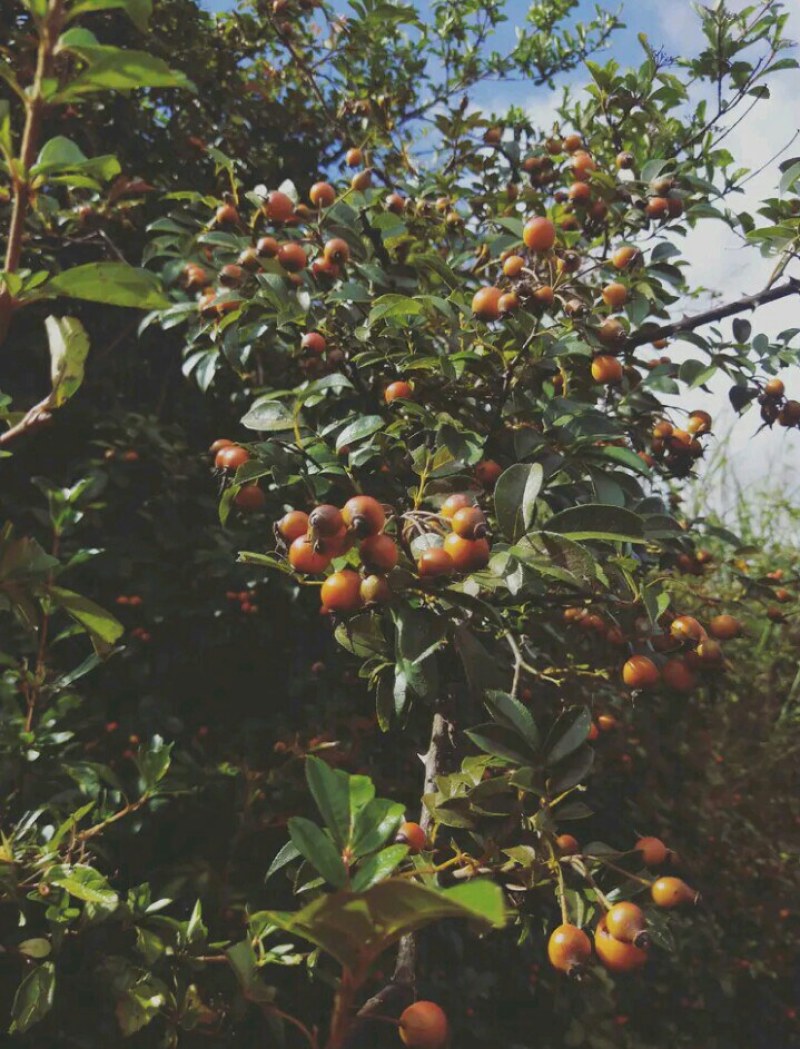 无刺新鲜小金樱子纯野生药效强包邮