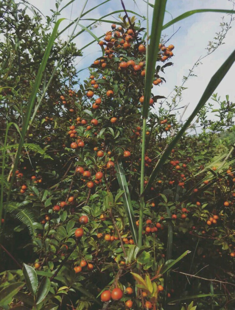 无刺新鲜小金樱子纯野生药效强包邮