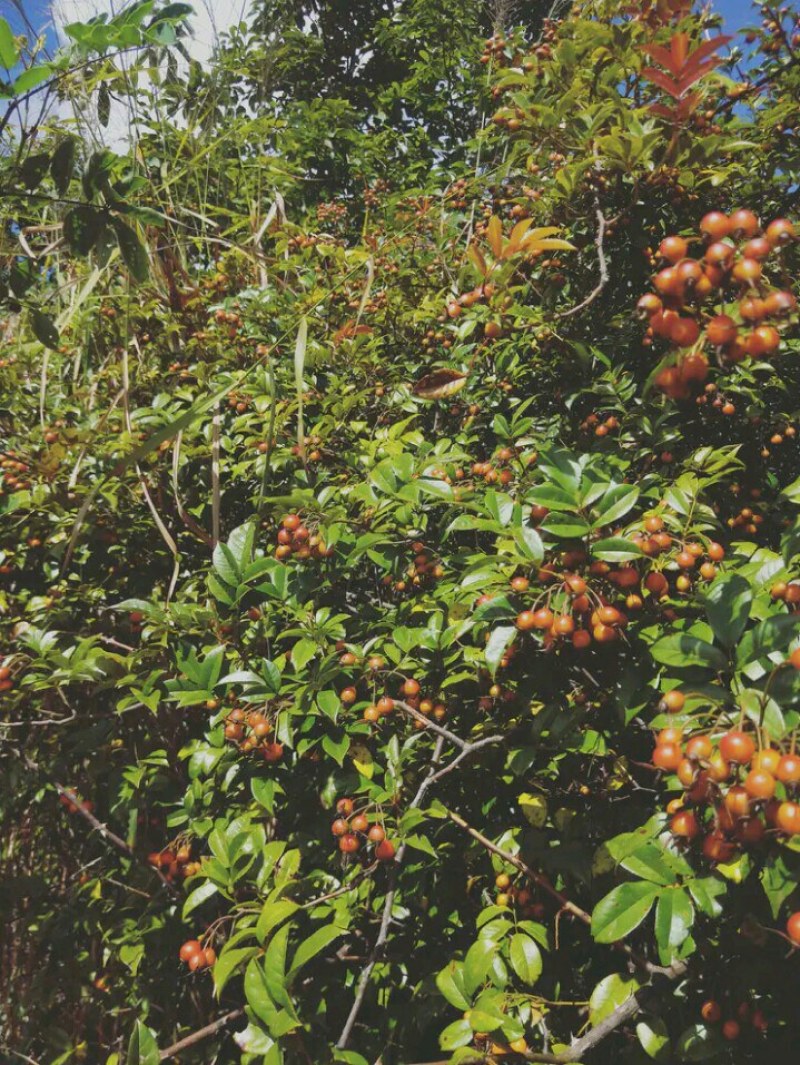无刺新鲜小金樱子纯野生药效强包邮