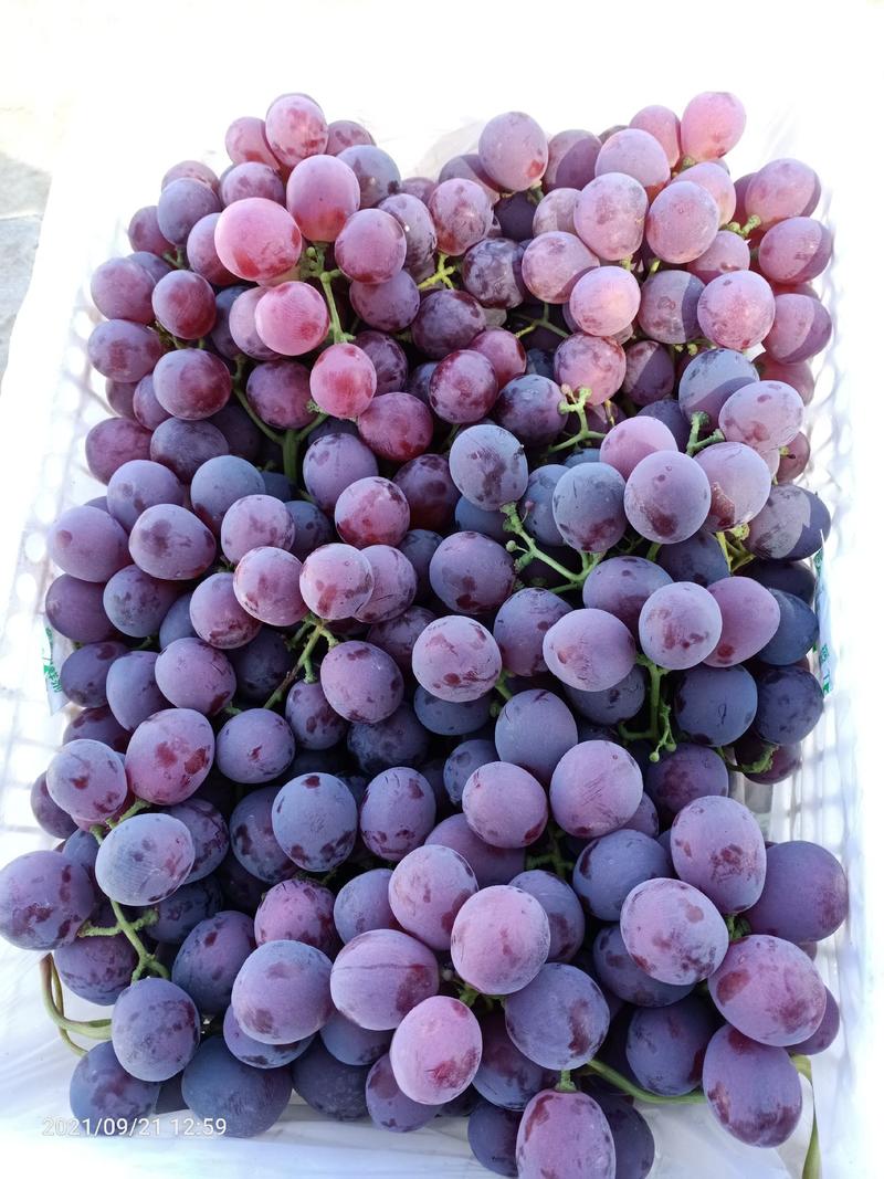 新疆红提葡萄