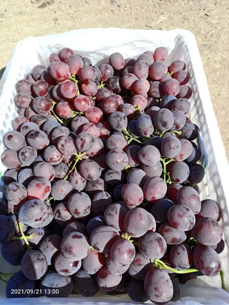 新疆红提葡萄