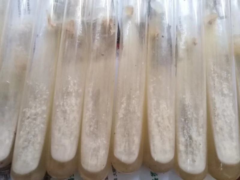 麦粒种含量80%以上河南羊肚菌菌种亩产可达1000斤以上