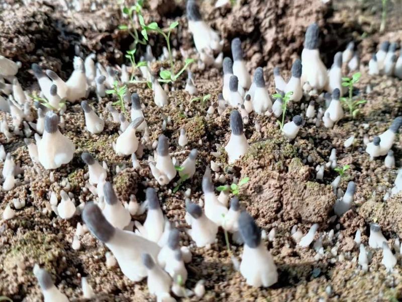 麦粒种含量80%以上河南羊肚菌菌种亩产可达1000斤以上