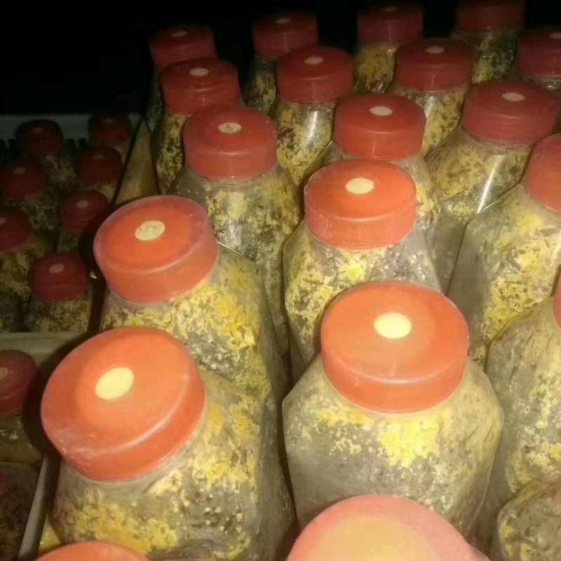 麦粒种含量80%以上河南羊肚菌菌种亩产可达1000斤以上
