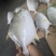 北部湾深海金鲳鱼供应，量大，寻找实力买家长期合作
