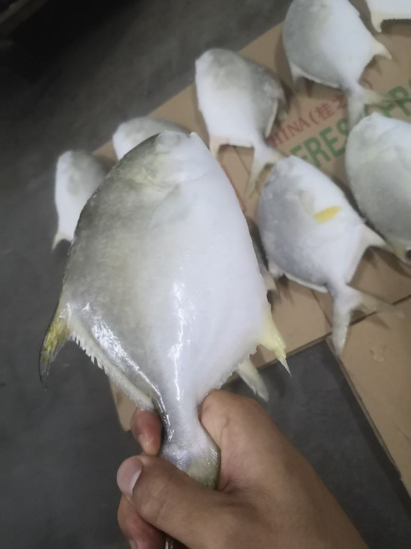 北部湾深海金鲳鱼供应，量大，寻找实力买家长期合作