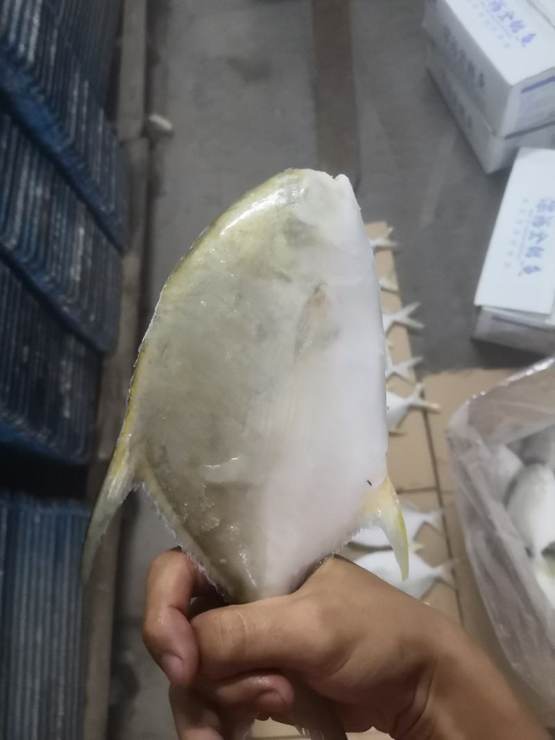 北部湾深海金鲳鱼供应，量大，寻找实力买家长期合作