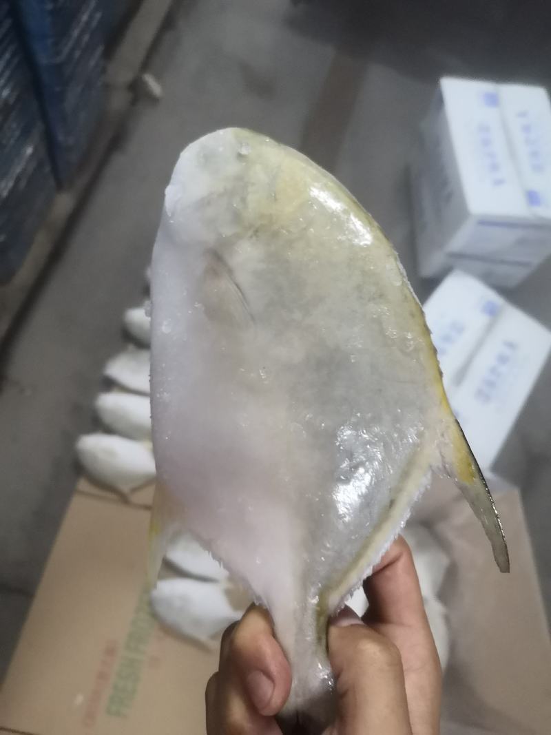 北部湾深海金鲳鱼供应，量大，寻找实力买家长期合作