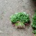香菜锦州大叶香菜20-30香味大口感好全国发货
