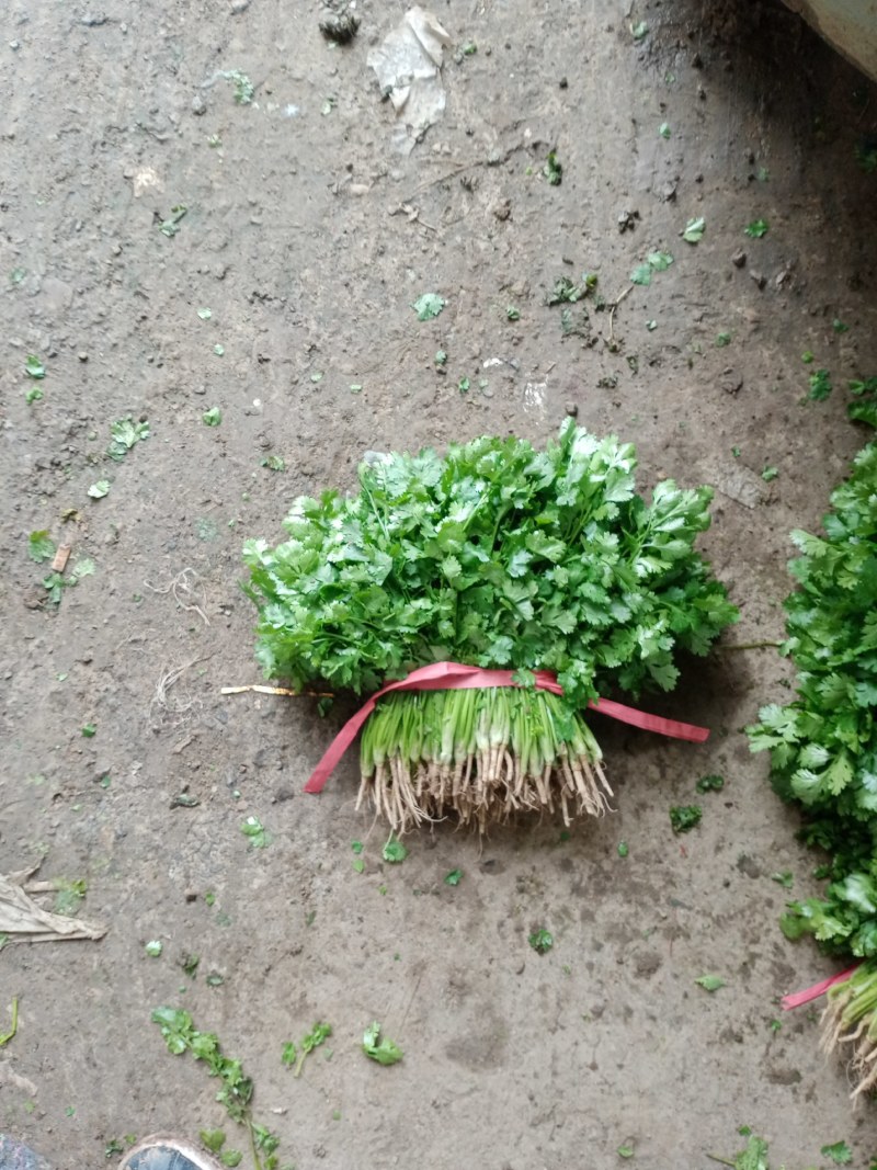 香菜锦州大叶香菜20-30香味大口感好全国发货