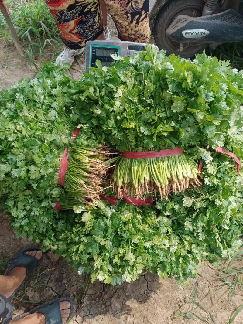 香菜锦州大叶香菜20-30香味大口感好全国发货