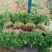 香菜锦州大叶香菜20-30香味大口感好全国发货