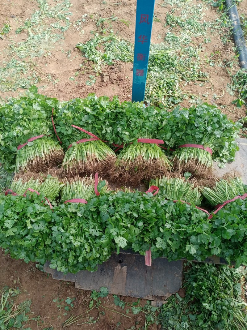 香菜锦州大叶香菜20-30香味大口感好全国发货