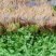 香菜锦州大叶香菜20-30香味大口感好全国发货