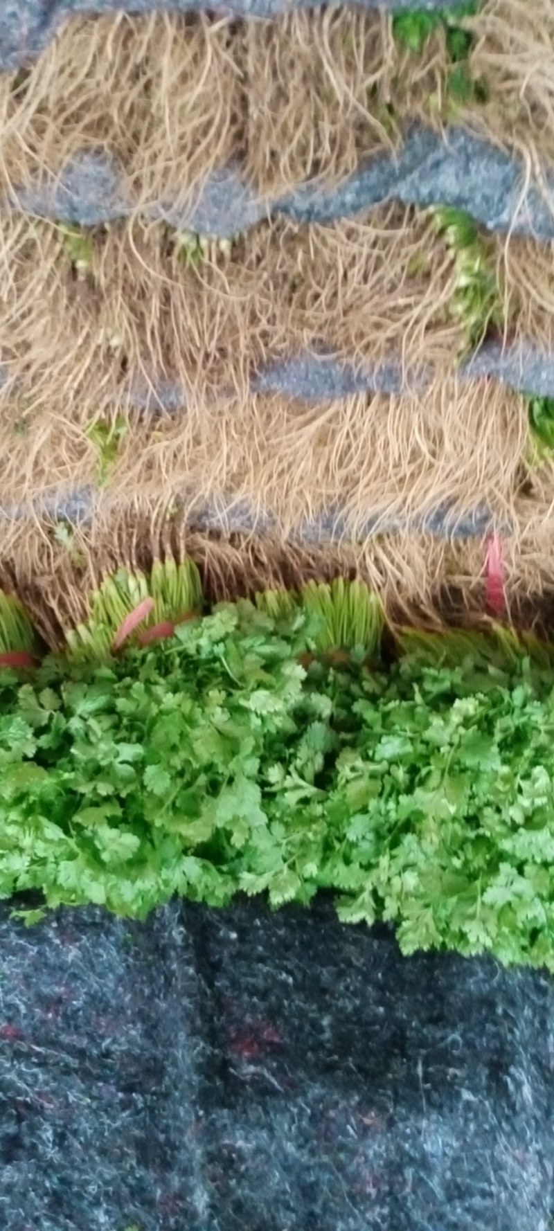 香菜锦州大叶香菜20-30香味大口感好全国发货