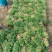 香菜锦州大叶香菜20-30香味大口感好全国发货