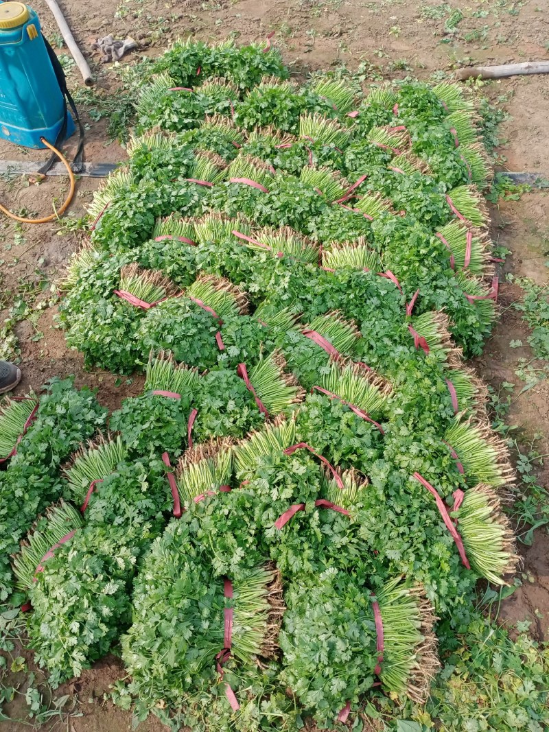 香菜锦州大叶香菜20-30香味大口感好全国发货