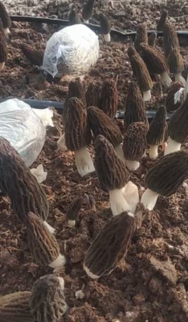 麦粒种含量80%以上河南羊肚菌菌种亩产可达1000斤以上