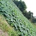 莲藕（新鲜莲藕现货供应）