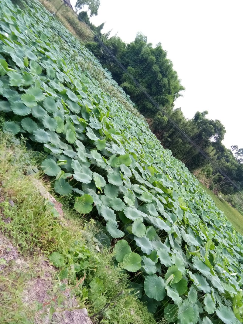莲藕（新鲜莲藕现货供应）