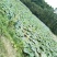 莲藕（新鲜莲藕现货供应）