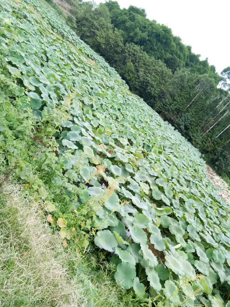 莲藕（新鲜莲藕现货供应）