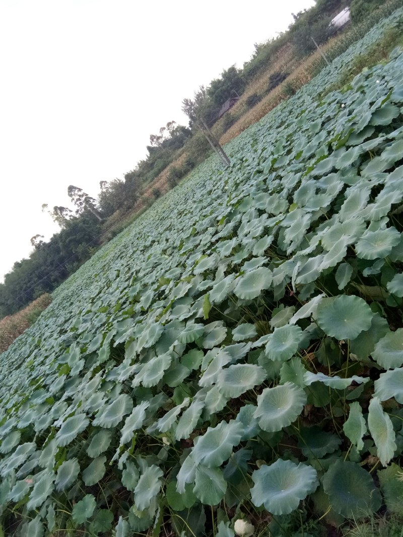 莲藕（新鲜莲藕现货供应）