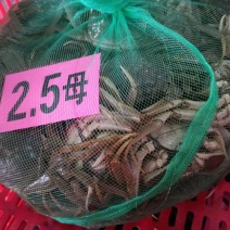 湖北洪湖清水大闸蟹肉质鲜嫩螃蟹可混装发货量大价优