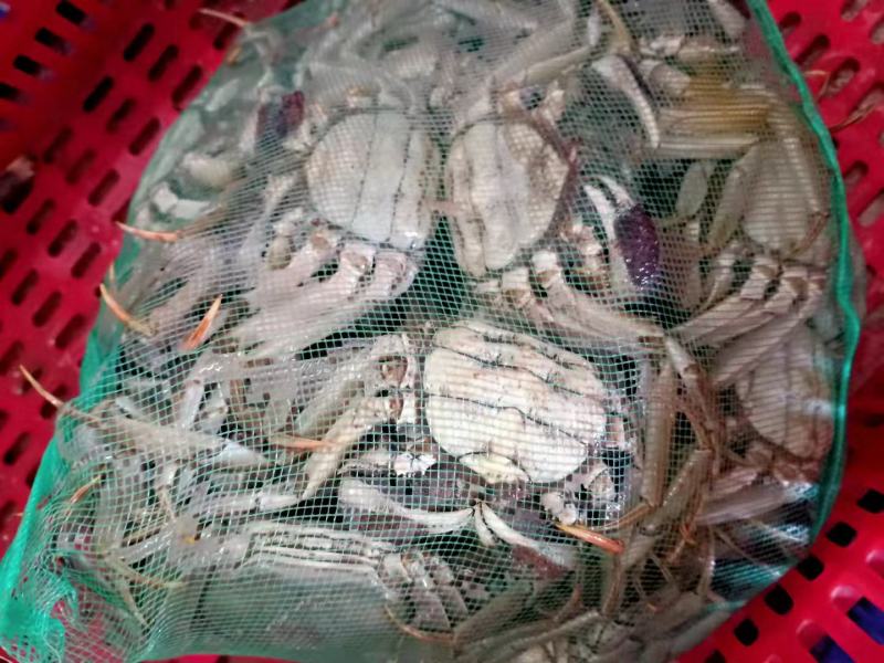 湖北洪湖清水大闸蟹肉质鲜嫩螃蟹可混装发货量大价优