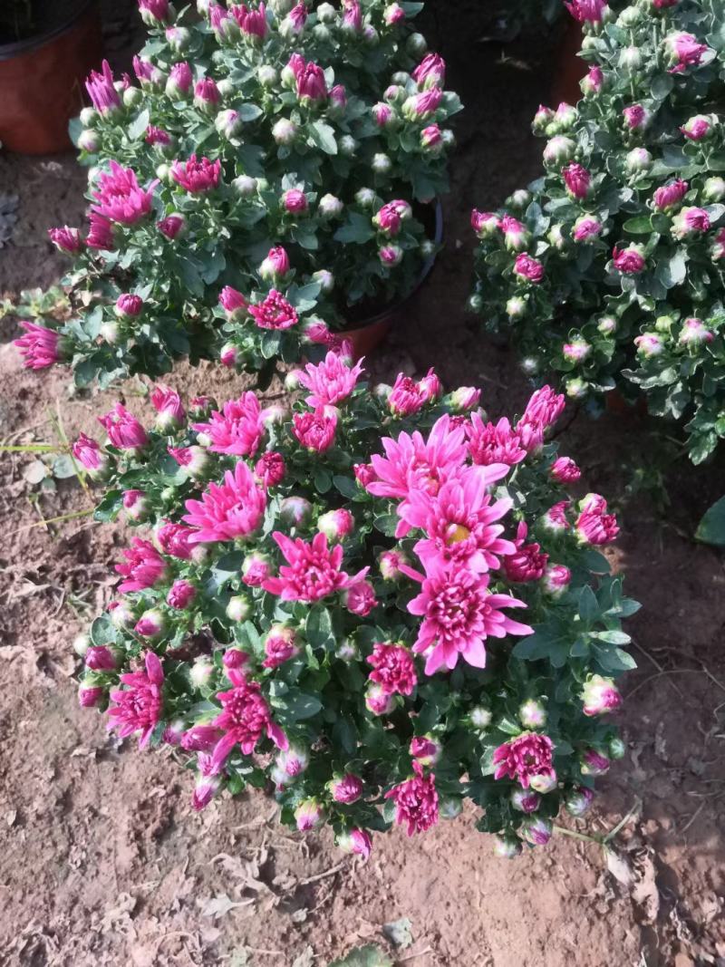国庆菊千头菊金丝菊租摆菊花国庆租摆造型菊花