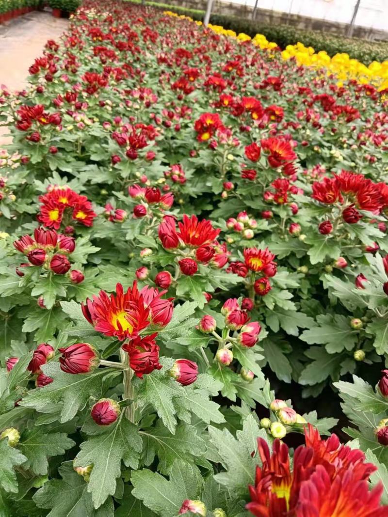 国庆菊千头菊金丝菊租摆菊花国庆租摆造型菊花