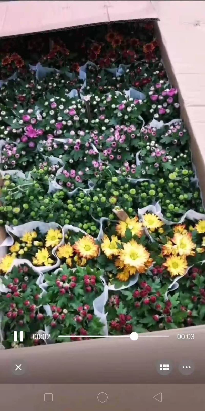 国庆菊千头菊金丝菊租摆菊花国庆租摆造型菊花