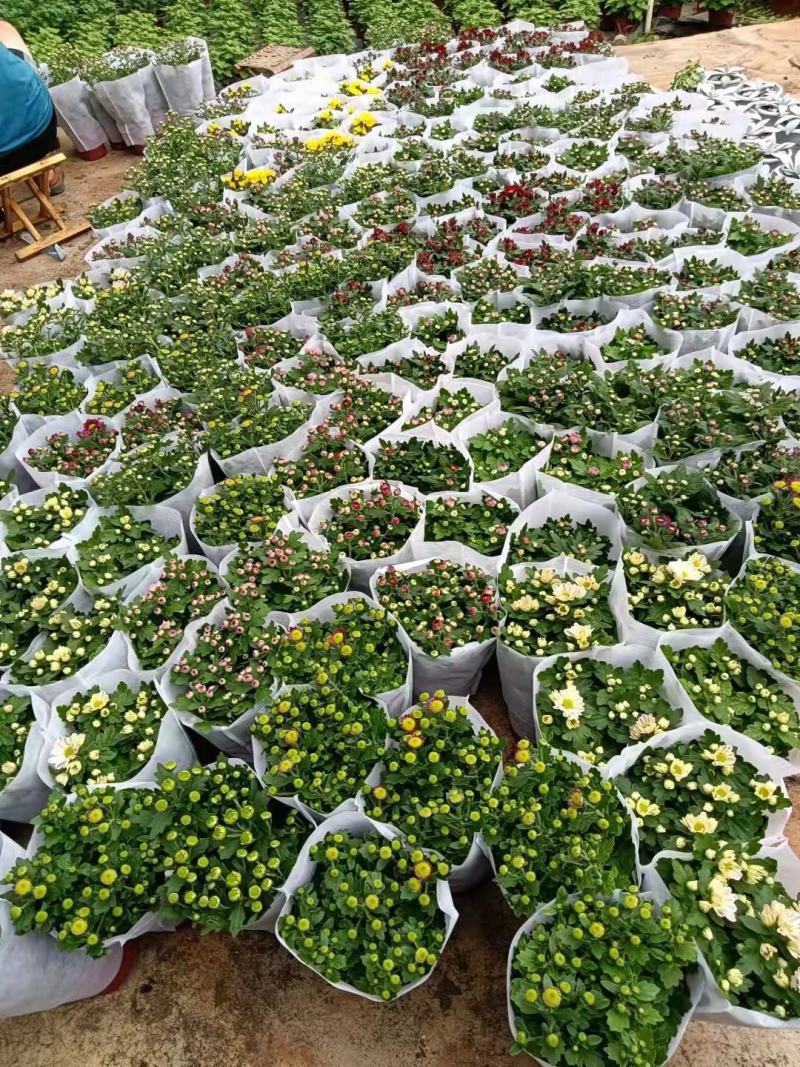国庆菊千头菊金丝菊租摆菊花国庆租摆造型菊花