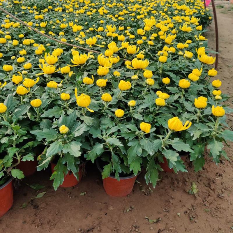 国庆菊千头菊金丝菊租摆菊花国庆租摆造型菊花
