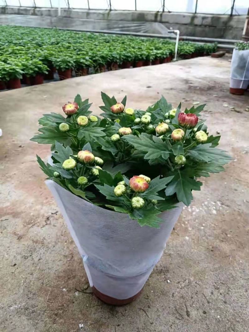 国庆菊千头菊金丝菊租摆菊花国庆租摆造型菊花