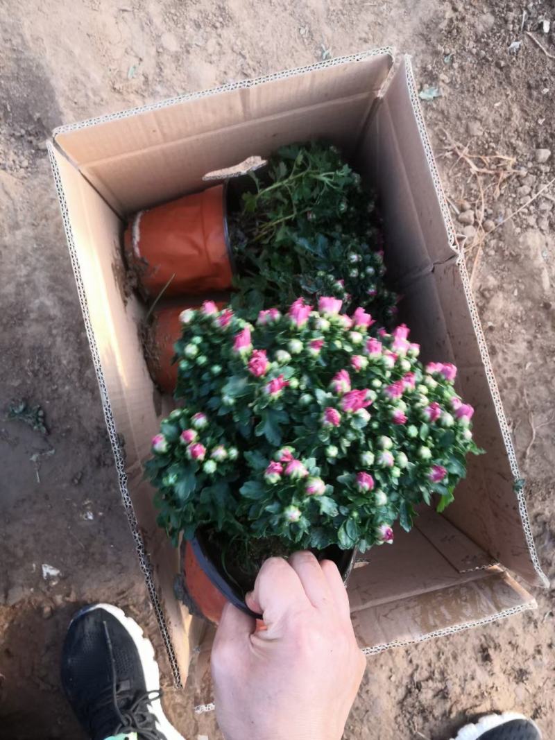 国庆菊千头菊金丝菊租摆菊花国庆租摆造型菊花