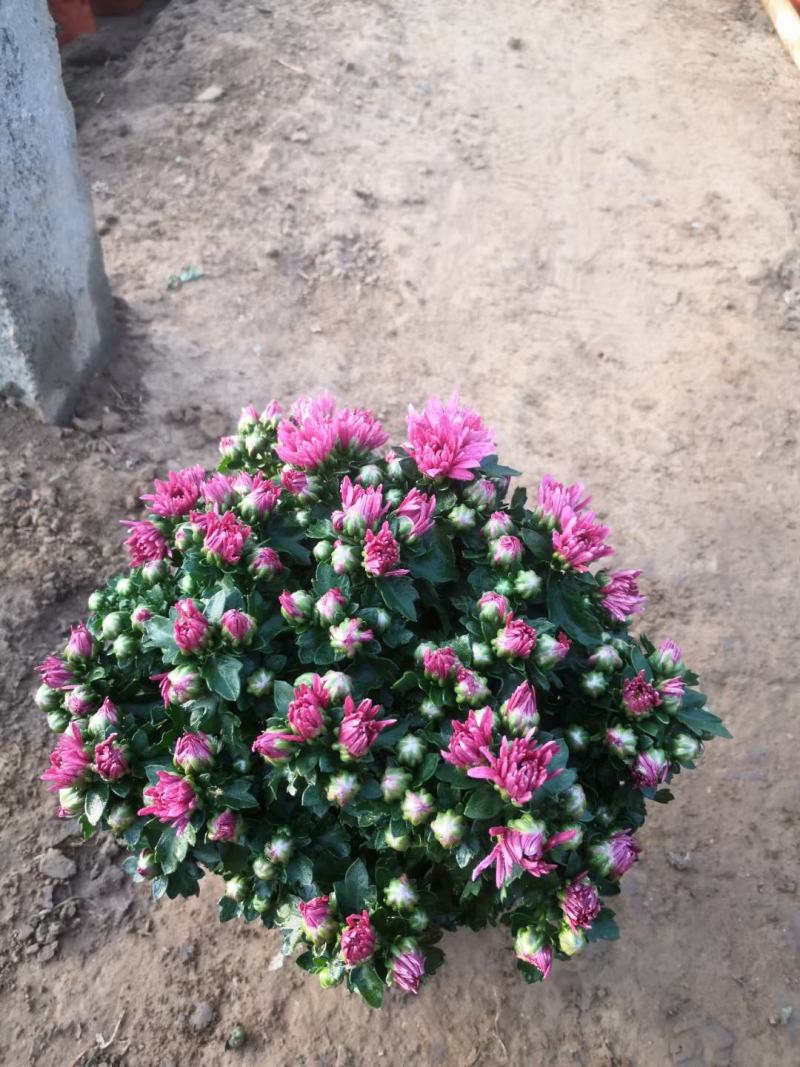 国庆菊千头菊金丝菊租摆菊花国庆租摆造型菊花