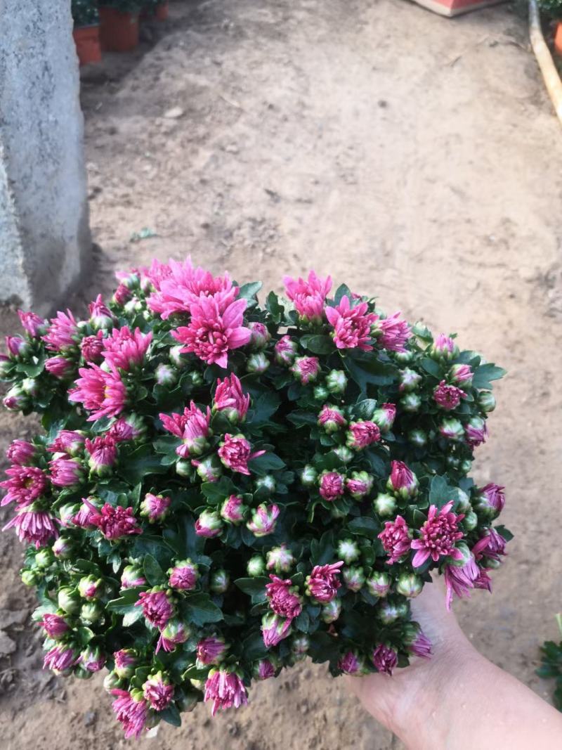 国庆菊千头菊金丝菊租摆菊花国庆租摆造型菊花
