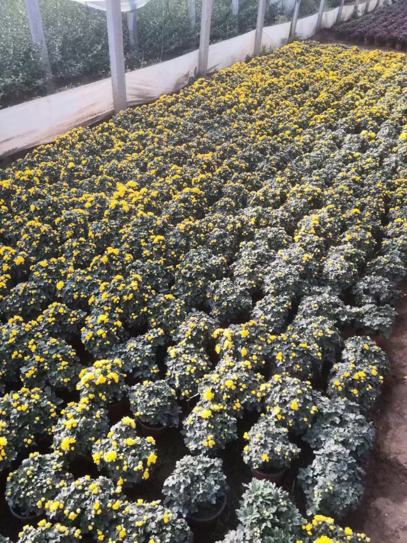 国庆菊千头菊金丝菊租摆菊花国庆租摆造型菊花