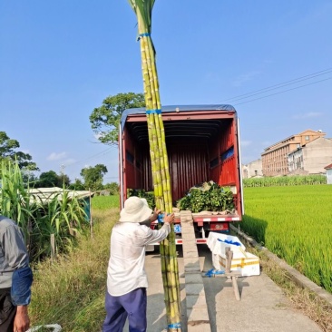 精品广东黄皮甘蔗长期供应货量充足价格优势产地直发